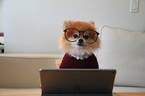 Cookie the Pom with glasses