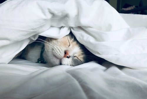 Happy cat sleeping under blankets