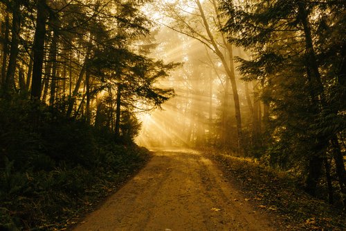 A forest path with rays of sun shining from around the turn